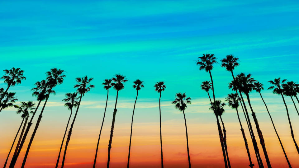 Tall California palm tree against a turquoise and orange sky at sunset