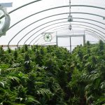 Germany legalises cannabis federally but local opposition anticipated