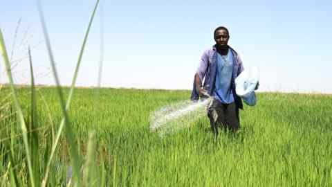 A farm worker spreads urea fertiliser over a rice field near Rosso in the Senegal River valley